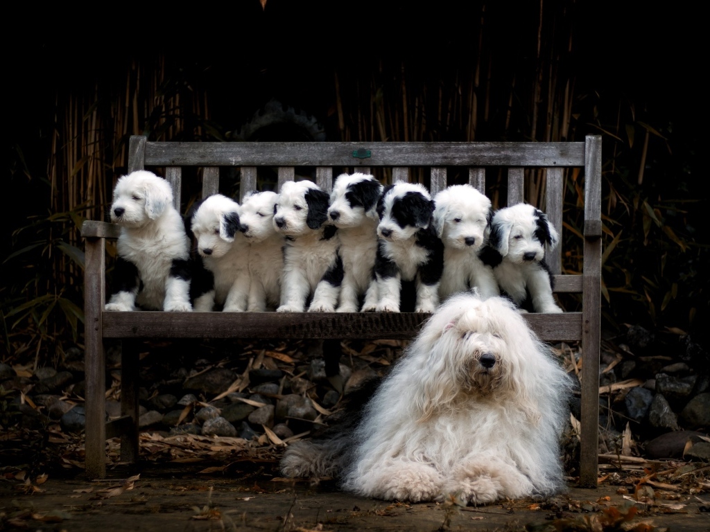 Маленькие щенки на скамейке
