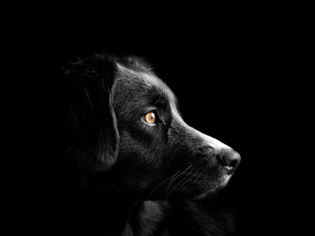 Морда пса на черном фоне