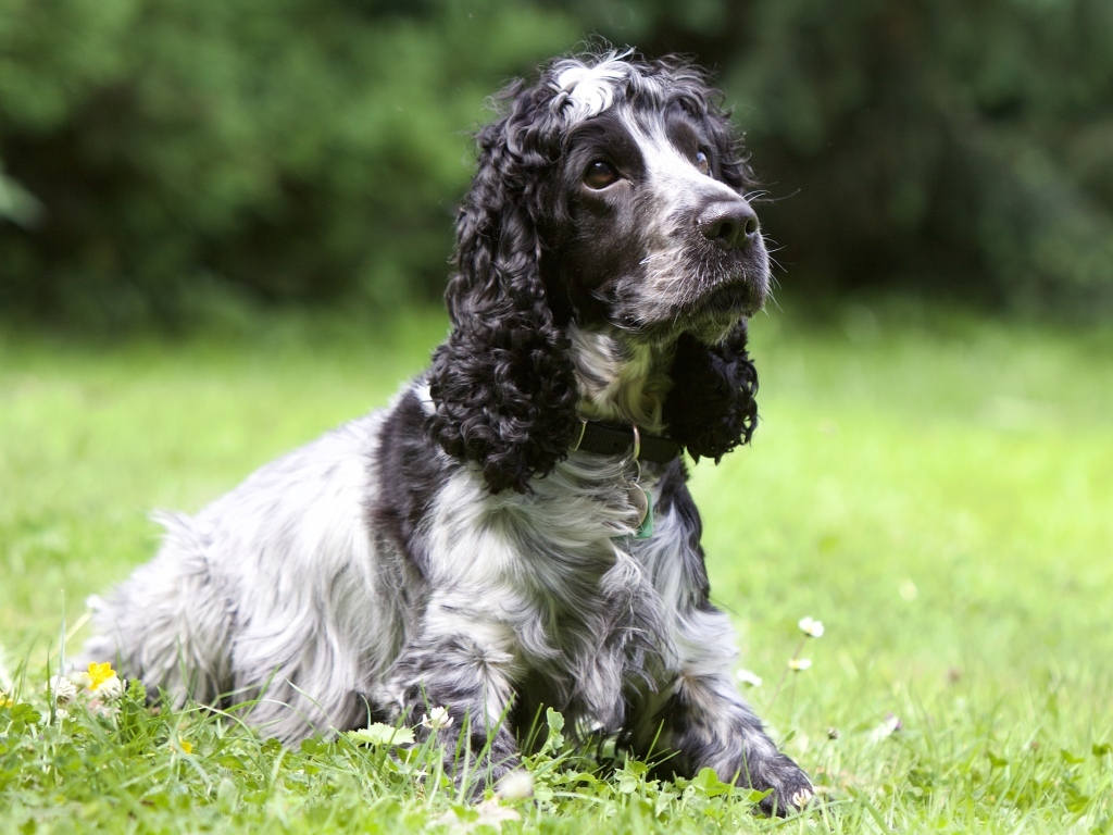 Грустный кокер спаниель лежит на траве