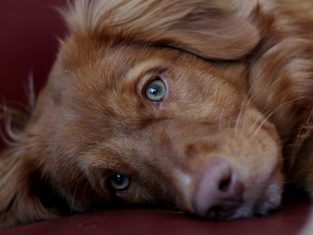 Грустный коричневый пес крупным планом