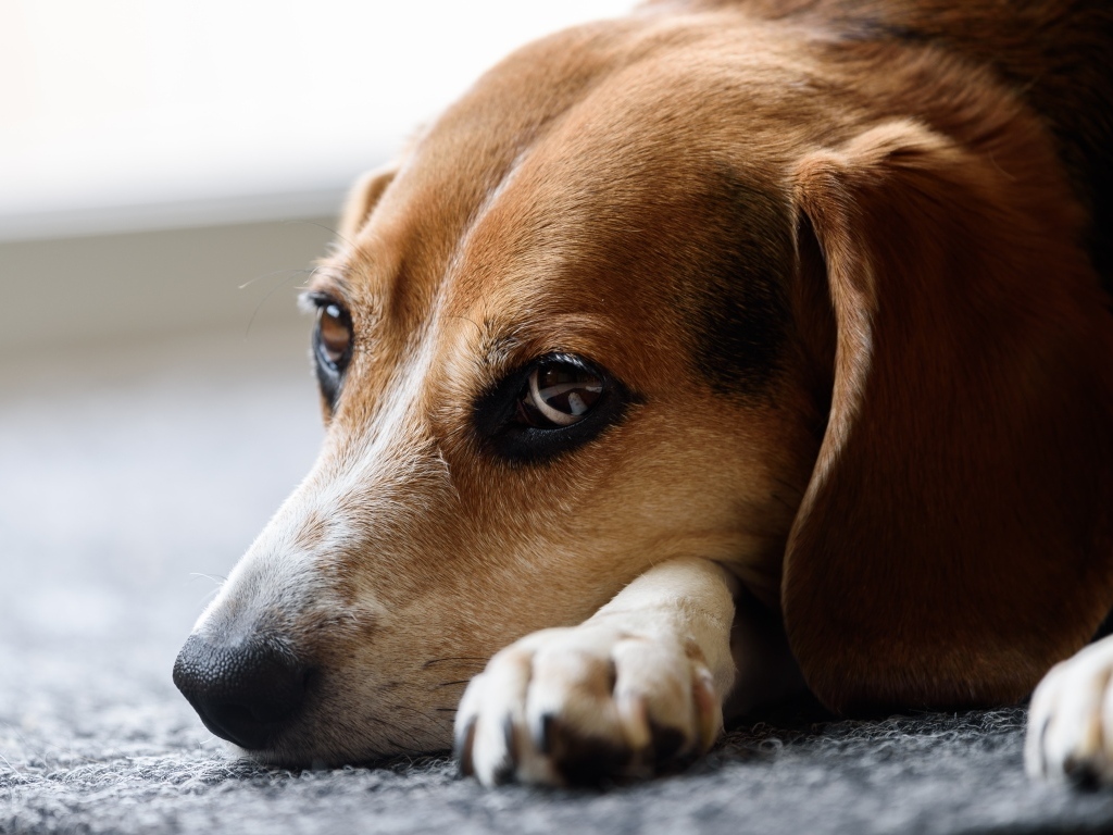 Грустный коричневый пес лежит на полу