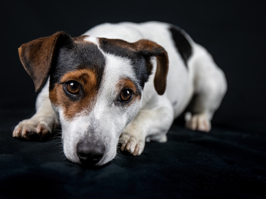 Грустный джек рассел терьер на черном фоне