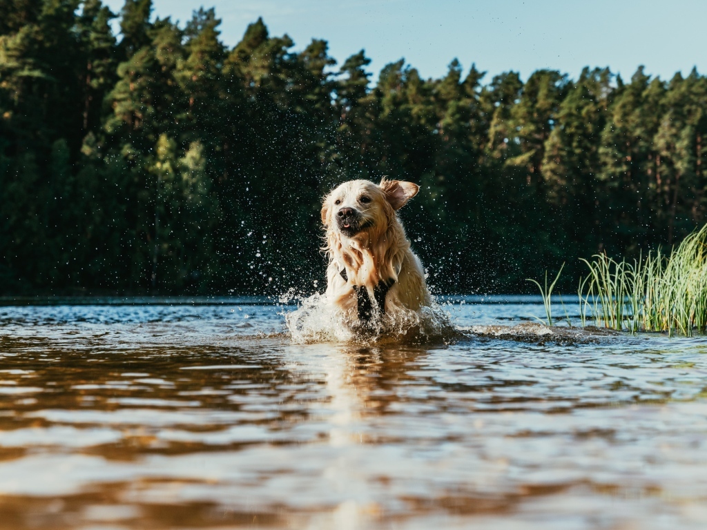 Довольный золотистый ретривер бежит по воде