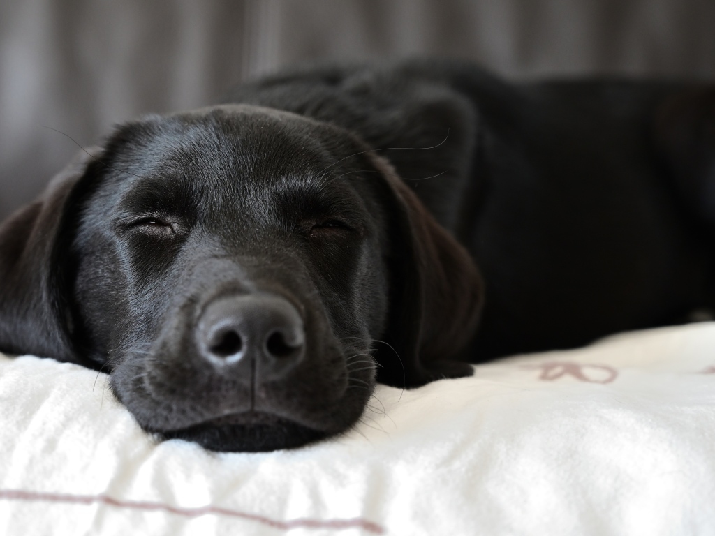 Спящий черный лабрадор на кровати 