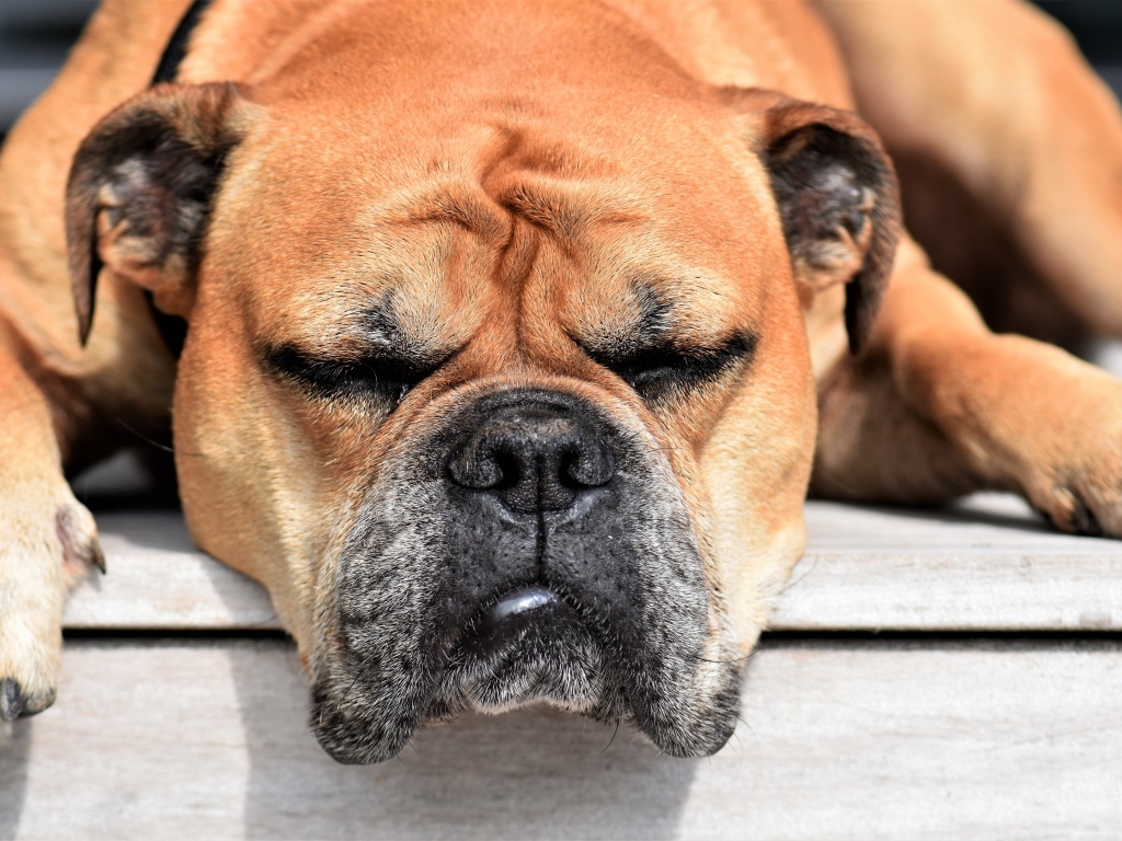 Спящий бульдог греется на солнце 