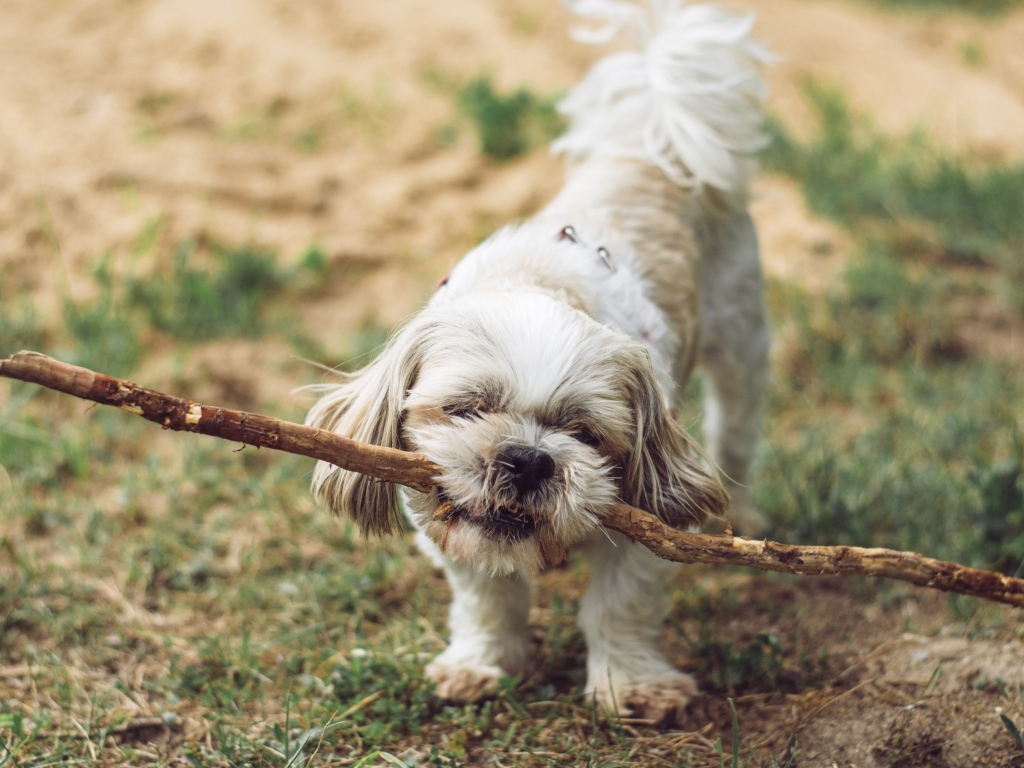 Собака принесла большую палку