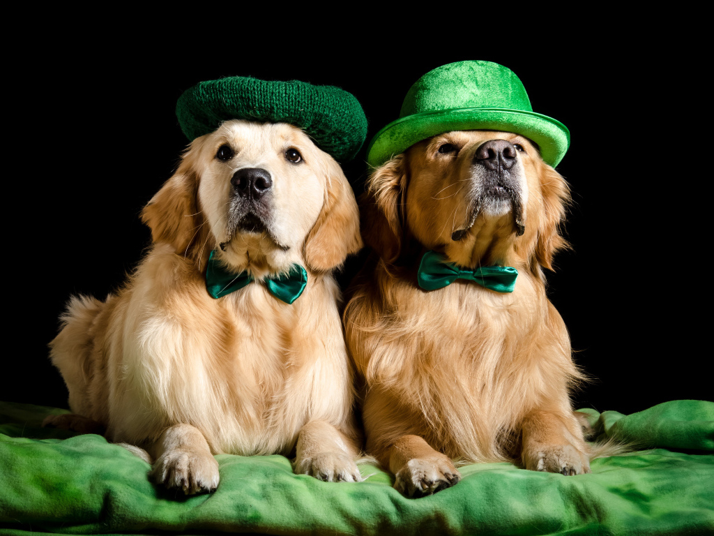 Два золотистых ретривера в шляпах