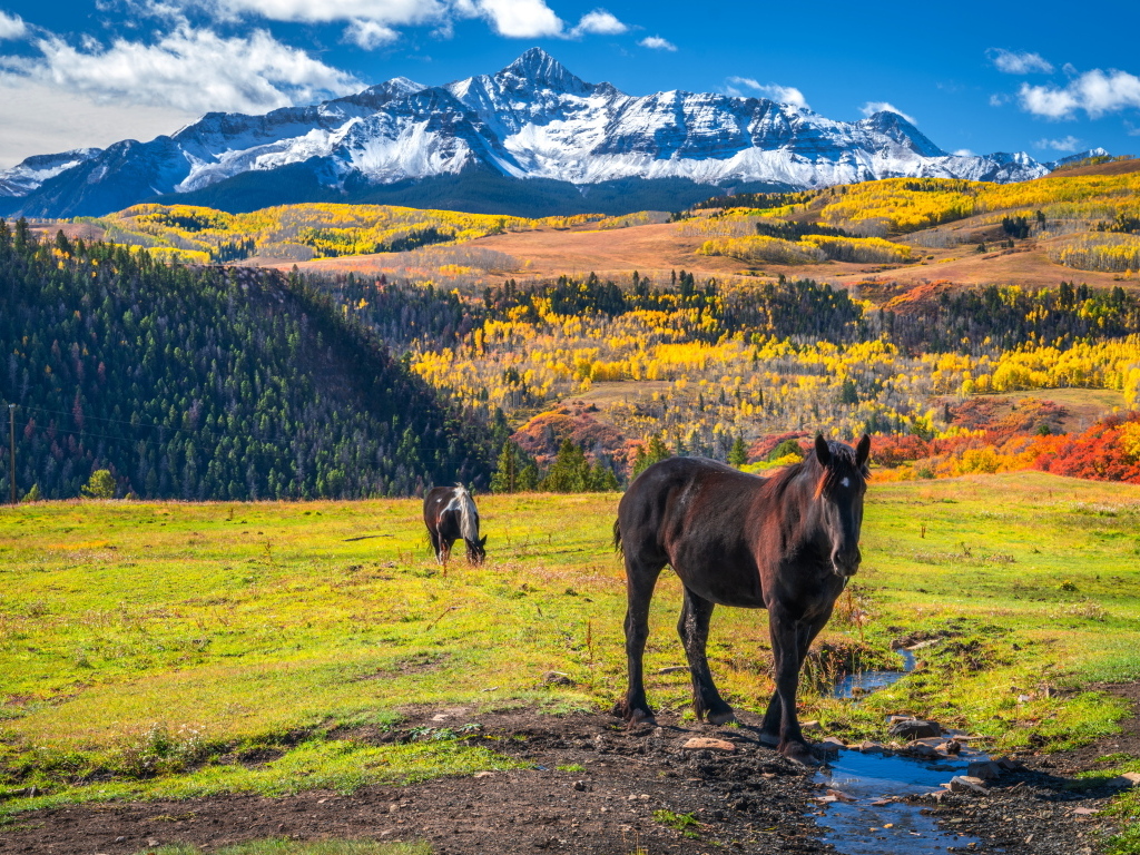 Лошади на поляне на фоне заснеженных гор