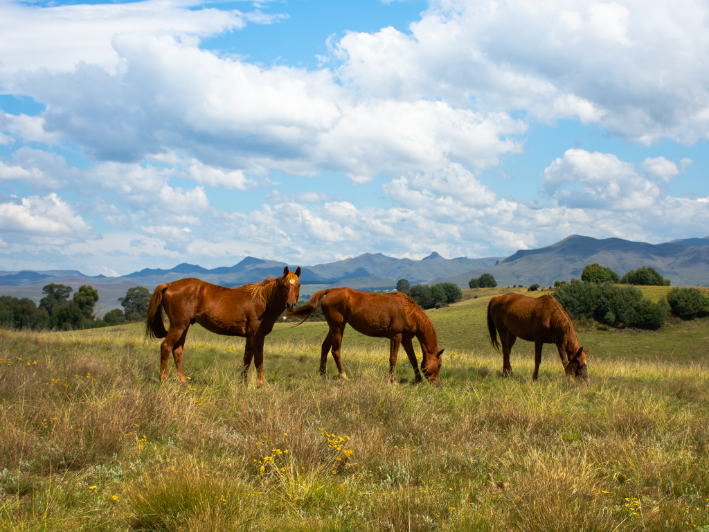 Три красивые коричневые лошади на поле под красивым небом