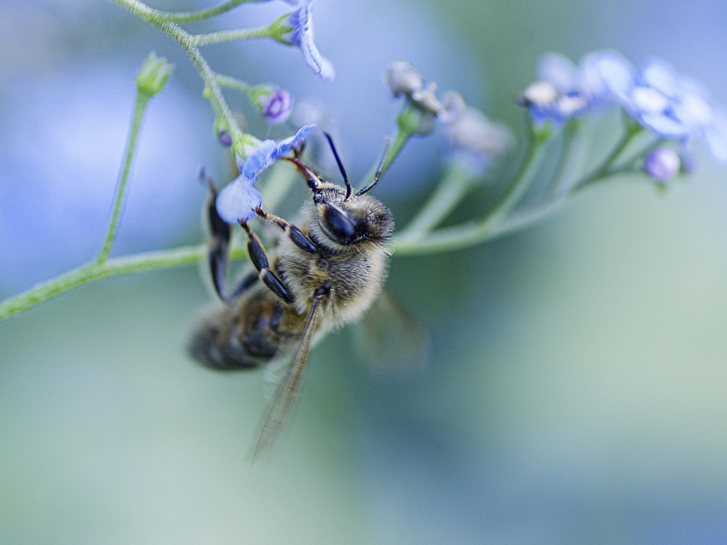 Пчела опыляет голубой цветок