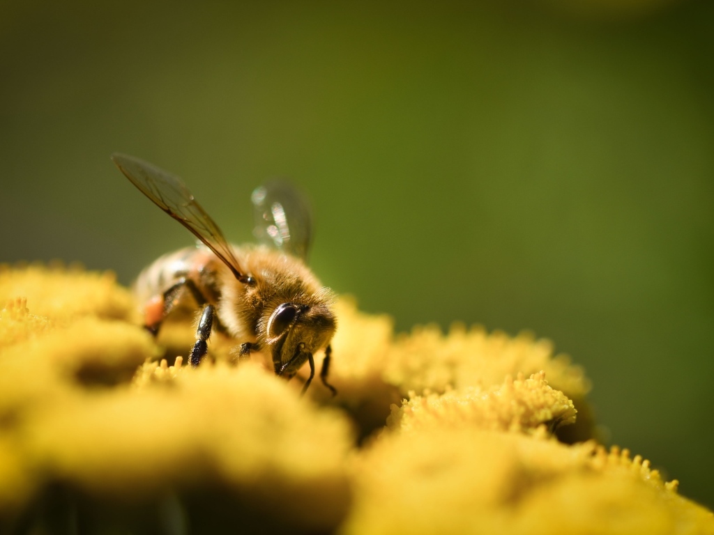 Пчела сидит на желтом цветке пижмы