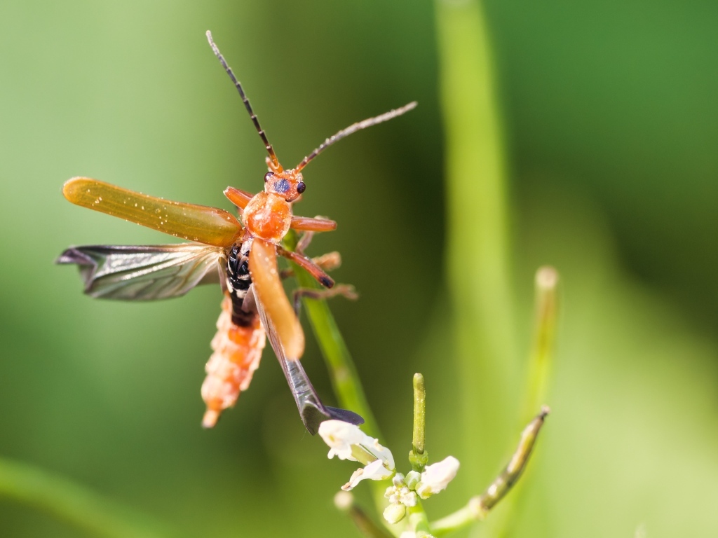 Жук взлетает с растения