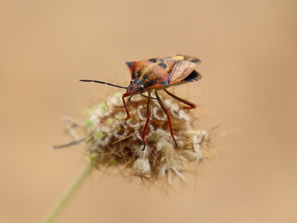 Клоп сидит на растении 