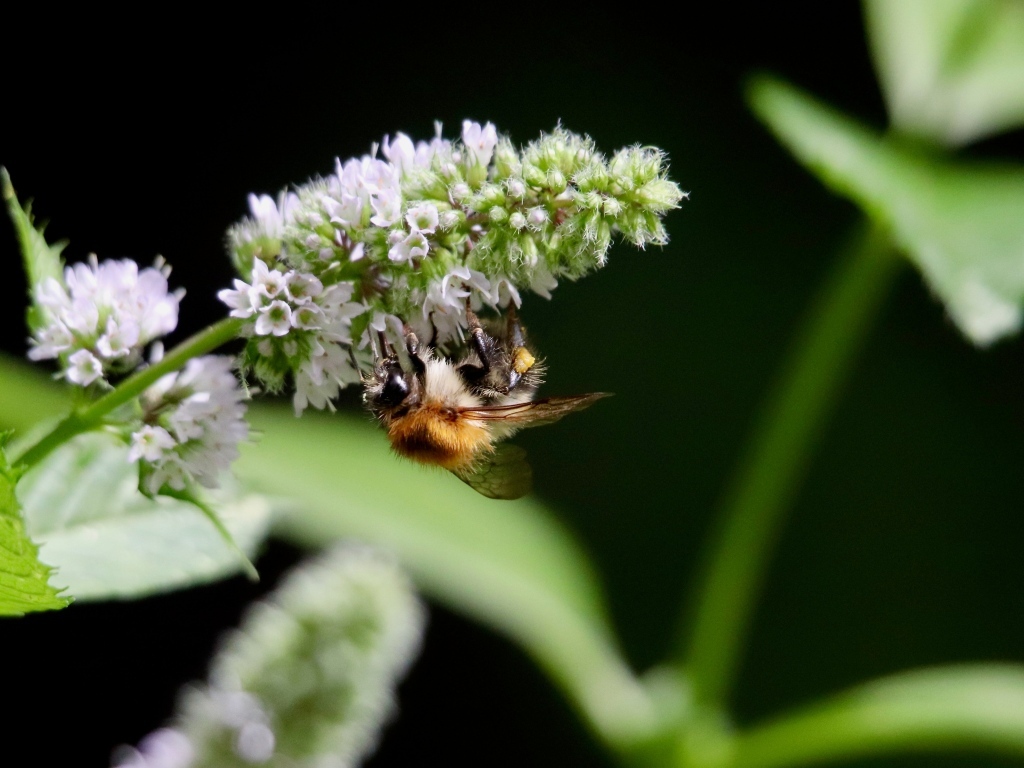Шмель сидит на цветке мяты