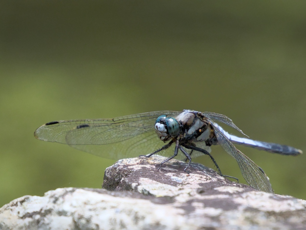 Стрекоза с голубыми крыльями сидит на камне