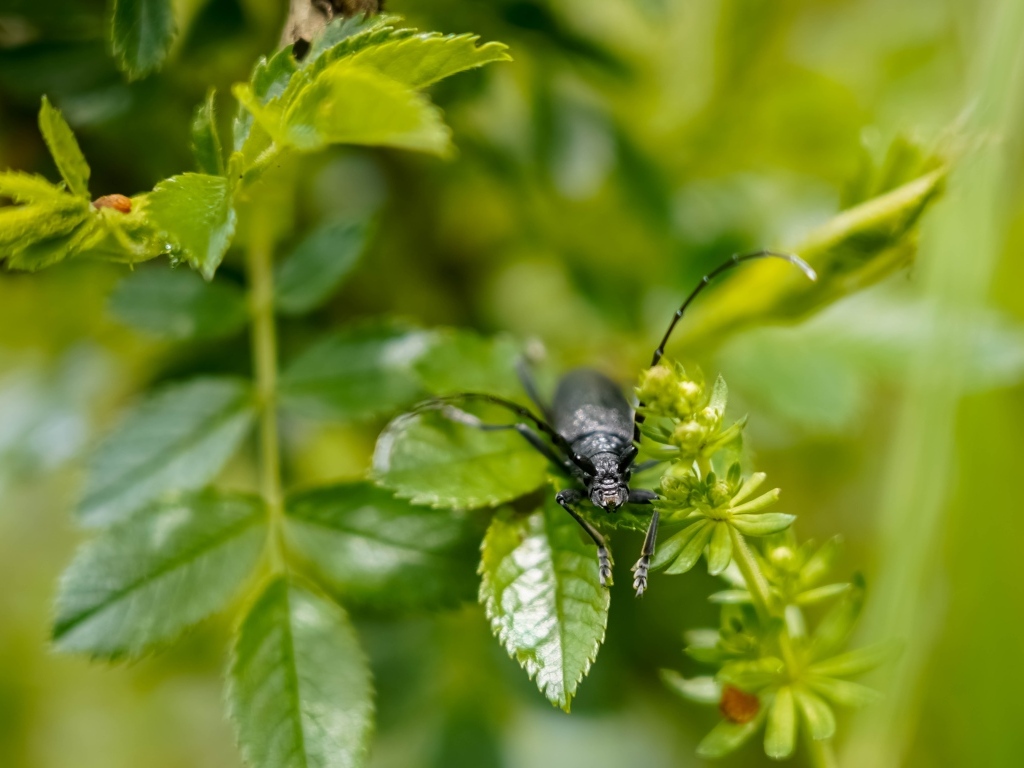 Большой черный жук сидит на ветке розы
