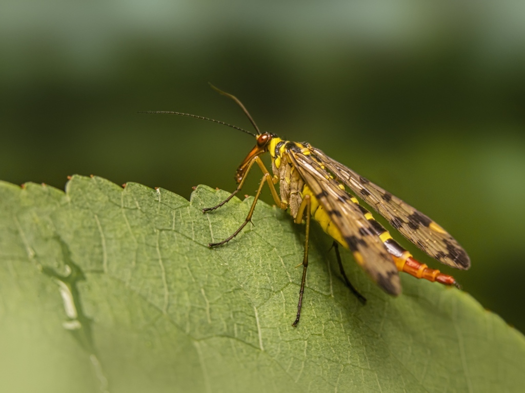Большой комар сидит на зеленом листе