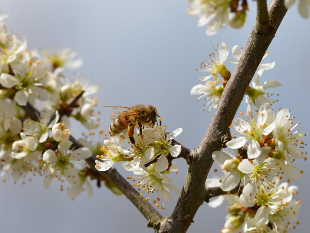 Маленькая пчела сидит на цветке вишни