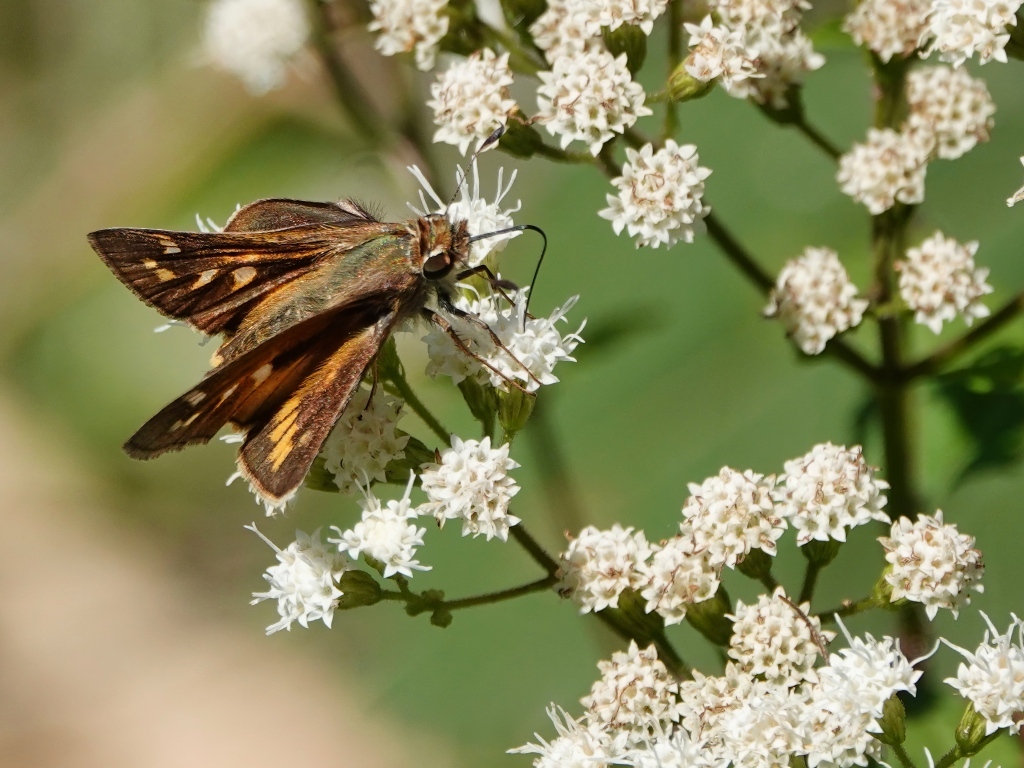 Насекомое сидит на белом цветке