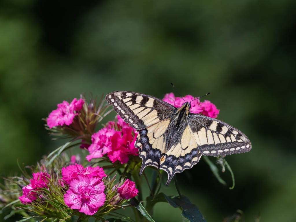 Красивая бабочка на цветке розовой гвоздики