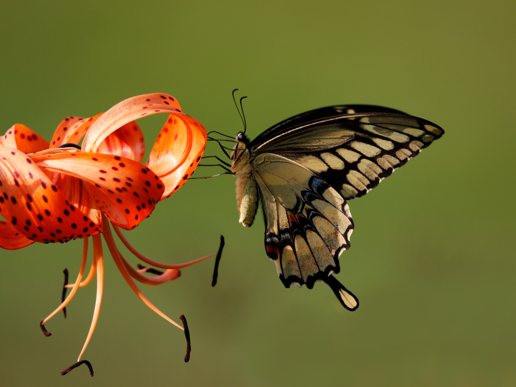 Красивая бабочка сидит на оранжевом цветке