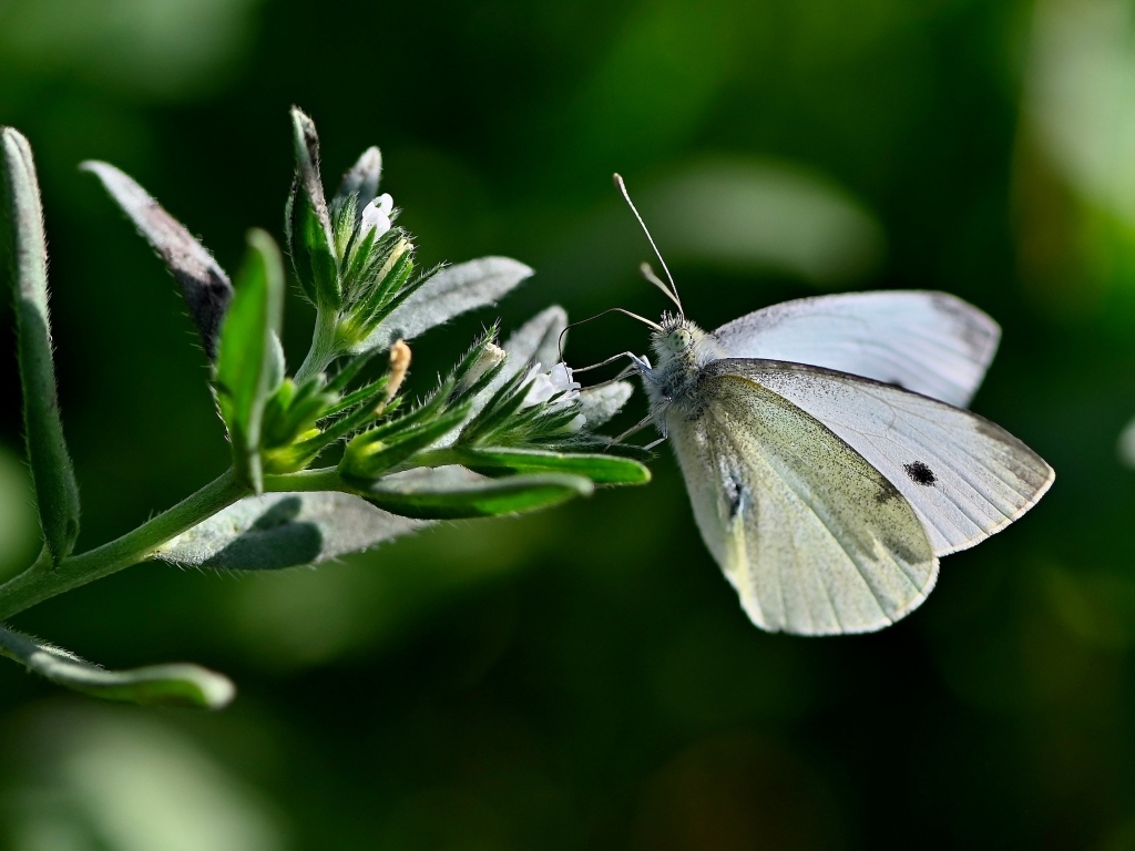 Красивая белая бабочка сидит на цветке