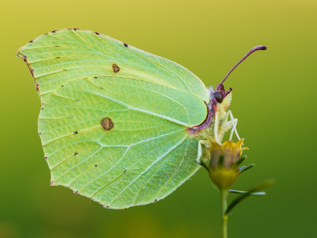 Большая красивая зеленая бабочка на траве