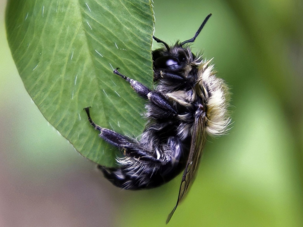 Большая пчела сидит на зеленом листке 