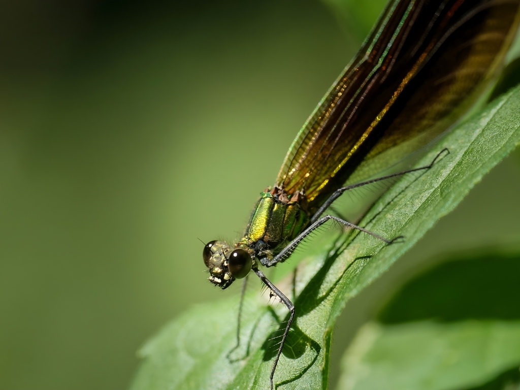 Большая зеленая стрекоза на зеленом листке