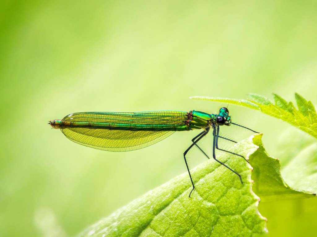 Большая зеленая стрекоза на листке