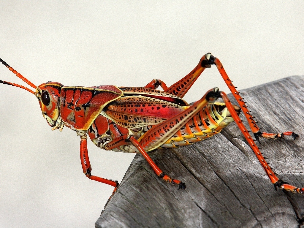 Большой красный кузнечик на деревянном пне