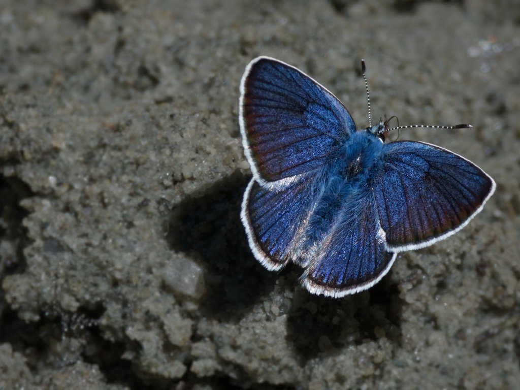 Голубая бабочка сидит на песке