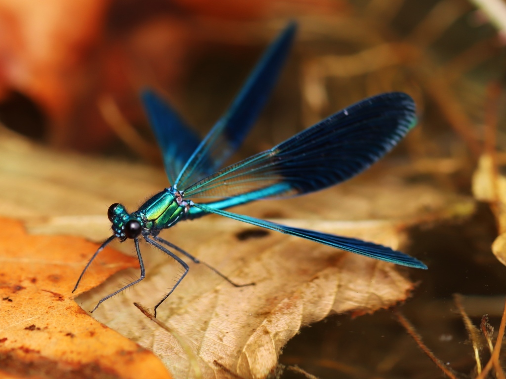 Синяя стрекоза сидит на сухом листке