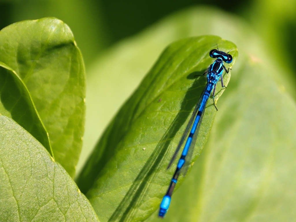 Синяя стрекоза сидит на зеленой траве