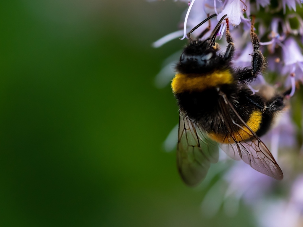 Шмель сидит на красивом цветке