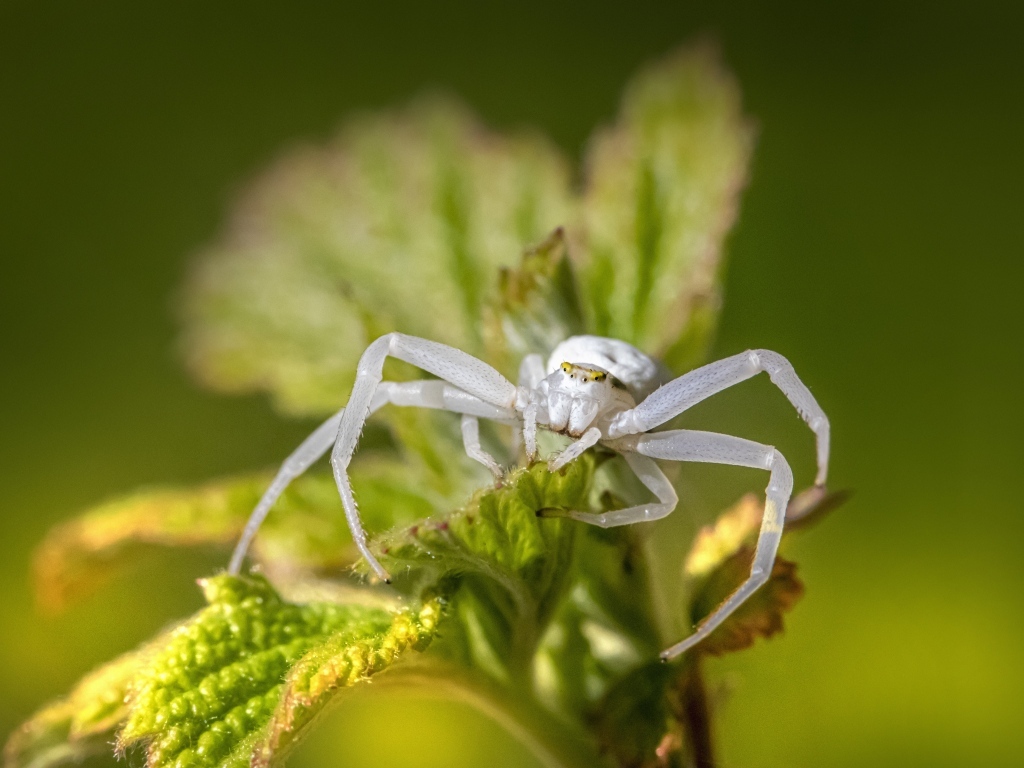 Крабовый паук золотарник на зеленом листке