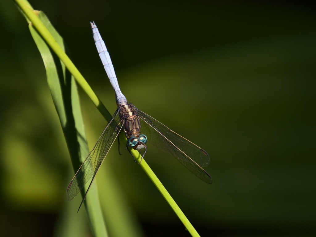 Стрекоза сидит на зеленом листке