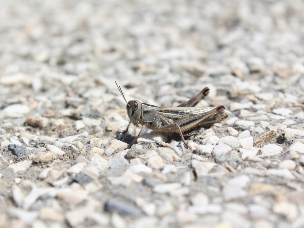 Кузнечик на дороге