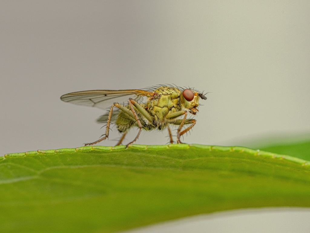 Зеленая муха сидит на листке