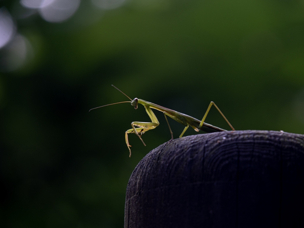 Зеленый богомол стоит на камне