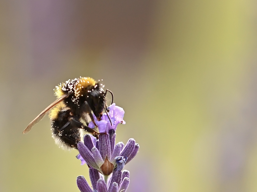 Пчела медонос сидит на цветке
