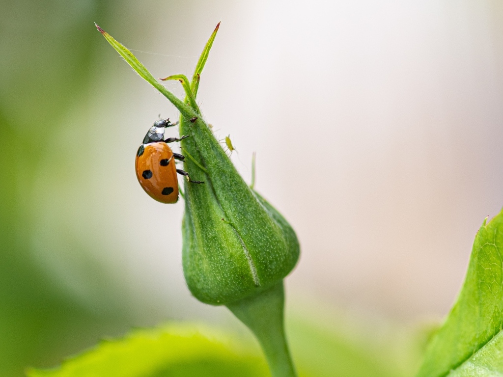 Божья коровка сидит на бутоне розы