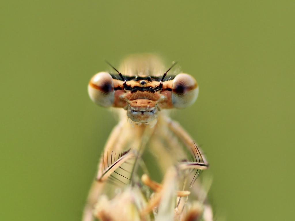 Большие глаза стрекозы крупным планом