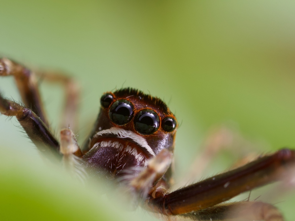 Большой паук с черными глазами на зеленом фоне