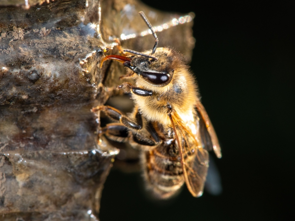 Маленькая пчела на черном фоне