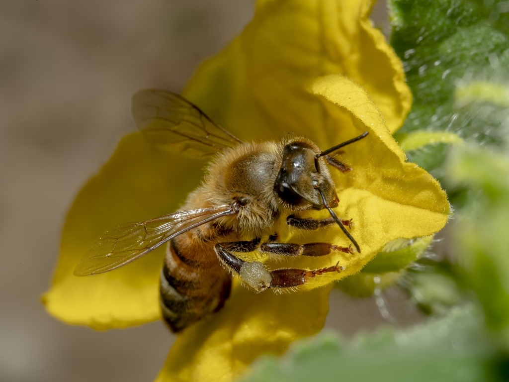 Маленькая пчела сидит на желтом цветке