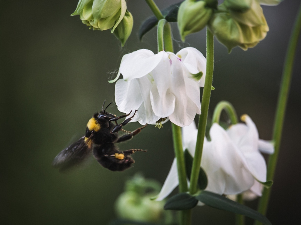 Маленький шмель у белых цветов