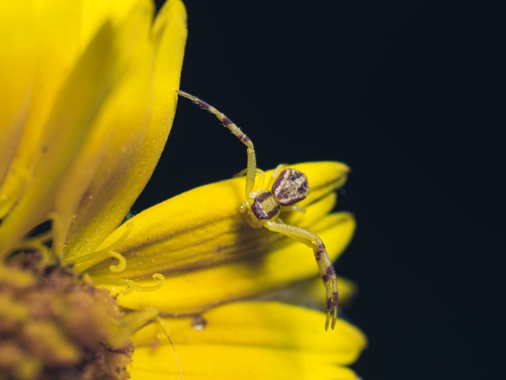 Маленький крабовый паук на желтом цветке 