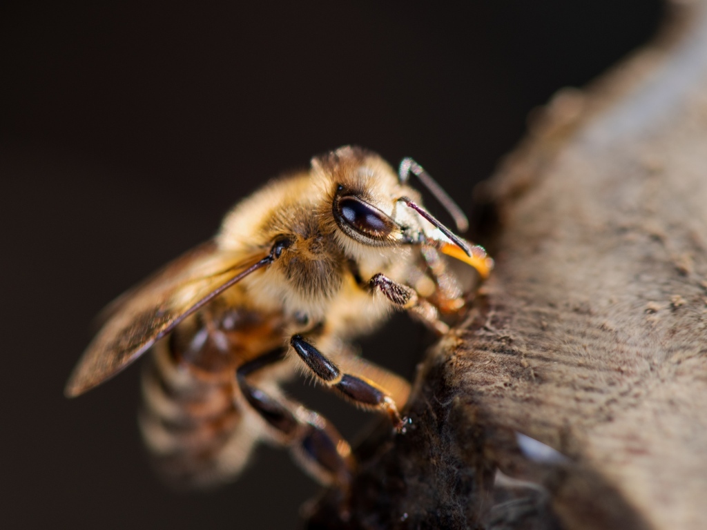 Маленькая медоносная пчела крупным планом