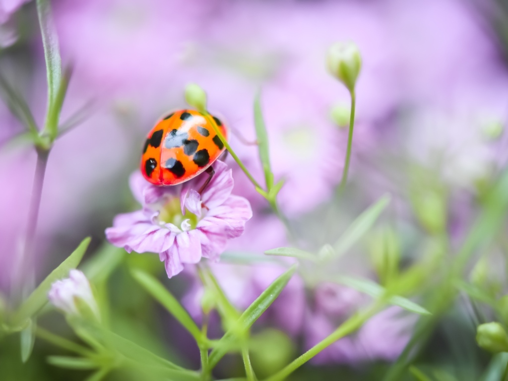 Маленькая божья коровка на розовом цветке